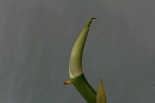 Load image into Gallery viewer, Rhaphidophora Decursiva Dragon Tail, Exact Plant
