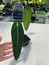 Load image into Gallery viewer, Anthurium Cirinoi, Exact Plant Ships Nationwide
