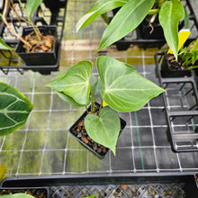 Load image into Gallery viewer, Anthurium Macrolobium, Exact Plant Ships Nationwide
