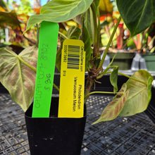 Load image into Gallery viewer, Philodendron Verrucosum Melon, Exact Plant Ships Nationwide
