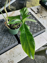 Load image into Gallery viewer, Philodendron Golden Dragon, Exact Plant Variegated Ships Nationwide
