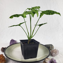 Load image into Gallery viewer, Syngonium Mojito Variegated 4&quot; pot, Fedex 2 day*
