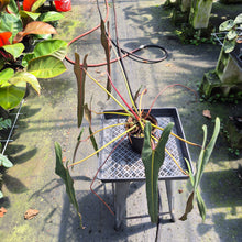 Load image into Gallery viewer, Philodendron Spiritus Sancti exact plant, Fedex 2day*
