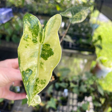 Load image into Gallery viewer, Alocasia Zebrina Aurea variegated 2.5" pot, Fedex 2day*
