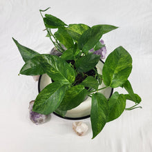 Load image into Gallery viewer, Epipremnum Pinnatum Tricolor Mint, Exact Plant Variegated multi pot of 6 Ships Nationwide
