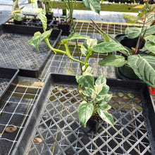 Load image into Gallery viewer, Rhaphidophora Puberula, Exact Plant Variegated Ships Nationwide

