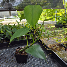 Load image into Gallery viewer, Philodendron Microstictum, Exact Plant Ships Nationwide
