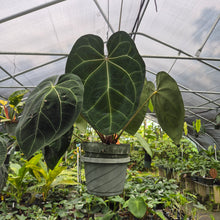 Load image into Gallery viewer, Anthurium Ace of Spades exact plant, Fedex 2day*
