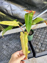 Load image into Gallery viewer, Philodendron Orange Marmalade, Exact Plant Ships Nationwide
