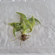 Load image into Gallery viewer, Philodendron Brandi Brandtianum Pink Variegated tissue culture Fedex 2day
