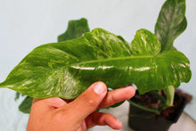 Load image into Gallery viewer, Variegated Philodendron Minarum Mottled Dragon Exact Plant Ships Nationwide
