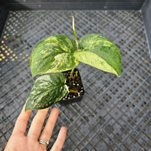 Load image into Gallery viewer, Scindapsus Jade Satin Marble Queen Variegated 2.5" pot, Fedex 2day*
