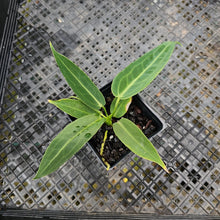 Load image into Gallery viewer, Anthurium Warocqueanum, Queen, Exact Plant Ships Nationwide
