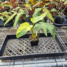 Load image into Gallery viewer, Philodendron Radiatum, Exact Plant Variegated Ships Nationwide

