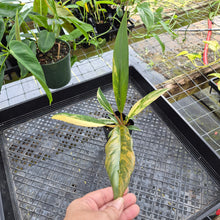 Load image into Gallery viewer, Philodendron Caramel Marble, Exact Plant Variegated Ships Nationwide
