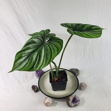 Load image into Gallery viewer, Philodendron Plowmanii, Exact Plant Wide Form Ships Nationwide
