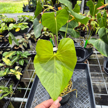 Load image into Gallery viewer, Anthurium Faustomirandae, Faustino'S Giant, Exact Plant Ships Nationwide
