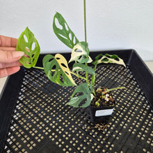 Load image into Gallery viewer, Monstera Adansonii Laniata Albo Variegated exact plant, Fedex 2day*
