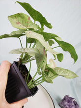 Load image into Gallery viewer, Milk Confetti, exact plant, double plant, variegated Syngonium, ships nationwide
