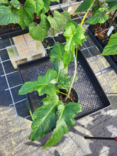 Load image into Gallery viewer, Philodendron Minarum &#39;Lime Fiddle&#39;, Exact Plant Ships Nationwide
