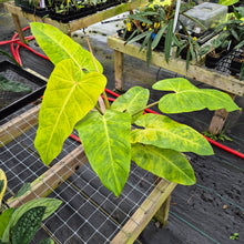 Load image into Gallery viewer, Philodendron Goldiana, Exact Plant Ships Nationwide
