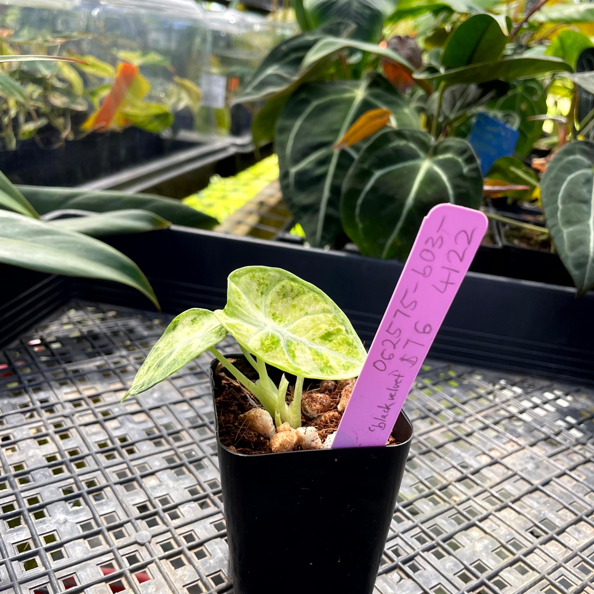 Alocasia Ninja Tricolor, Exact Plant Variegated Ships Nationwide