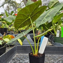 Load image into Gallery viewer, Alocasia Longiloba Lowii, Exact Plant Ships Nationwide

