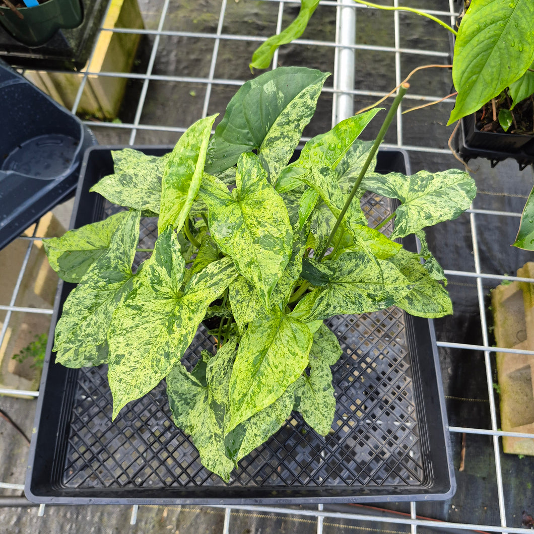Syngonium Mojito, Exact Plant Variegated Ships Nationwide
