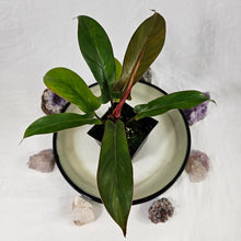 Load image into Gallery viewer, Philodendron Florida Bronze 4&quot; pot, ships nationwide
