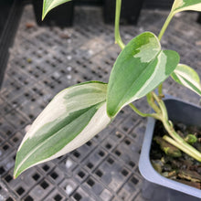 Load image into Gallery viewer, Scindapsus Blue Albo Variegated 2.5" pot, Fedex 2day*
