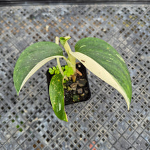 Load image into Gallery viewer, Monstera Standleyana Aurea, Exact Plant Variegated Ships Nationwide
