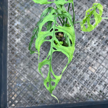 Load image into Gallery viewer, Monstera Obliqua Peru, Exact Plant Ships Nationwide
