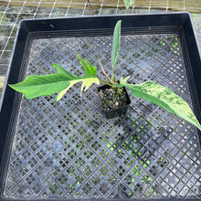 Load image into Gallery viewer, Philodendron Florida Beauty X Tortum, Exact Plant Variegated
