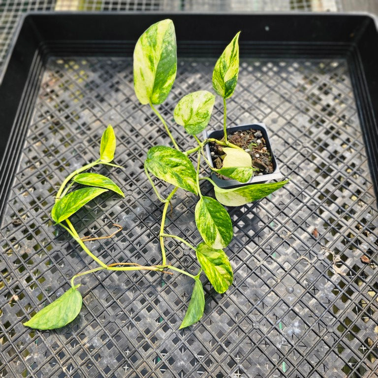 Epipremnum Pinnatum Sunburst, Exact Plant Variegated Ships Nationwide