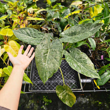 Load image into Gallery viewer, Alocasia Wentii, Exact Plant Variegated Large
