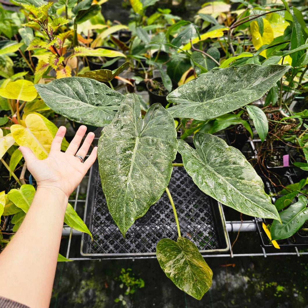 Alocasia Wentii, Exact Plant Variegated Large