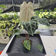Load image into Gallery viewer, Anthurium Red Crystallinum Doc Block exact plant, Fedex 2day
