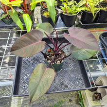 Load image into Gallery viewer, Philodendron Orange Princess, Exact Plant Variegated Ships Nationwide
