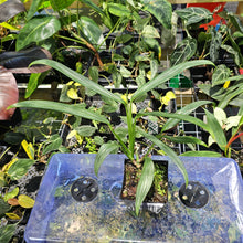 Load image into Gallery viewer, Epipremnum Amplissimum Silver Stripe, Exact Plant Ships Nationwide
