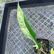 Load image into Gallery viewer, Philodendron Florida Beauty X Tortum, Exact Plant Variegated
