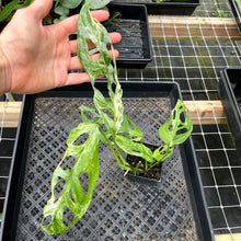Load image into Gallery viewer, Monstera Adansonii Mint &quot;Indonesia&quot;, Exact Plant Variegated Ships Nationwide

