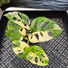 Load image into Gallery viewer, Monstera Adansonii Laniata Albo Variegated exact plant, Fedex 2day*
