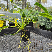 Load image into Gallery viewer, Philodendron Holtonianum Variegated, Exact Plant Ships Nationwide
