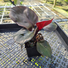 Load image into Gallery viewer, Philodendron Red Heart, Exact Plant
