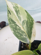 Load image into Gallery viewer, Hastatum Silver Sword, exact plant, variegated Philodendron, ships nationwide
