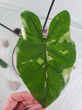 Load image into Gallery viewer, Black Stem, Exact Plant, variegated Alocasia Macrorrhiza

