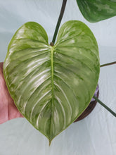 Load image into Gallery viewer, Philodendron Sodiroi True Form, Exact Plant
