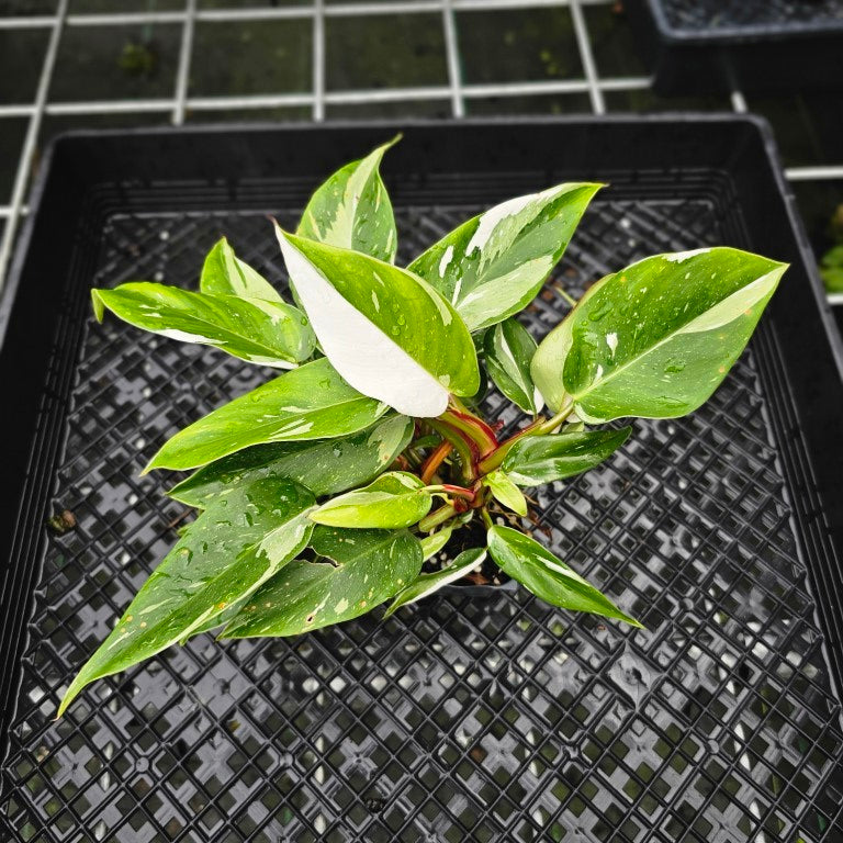 Philodendron White Princess, Exact Plant Variegated