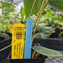 Load image into Gallery viewer, Anthurium Papillilaminum Fort Sherman X ( FS X Ralph Lynam), Exact Plant Ships Nationwide
