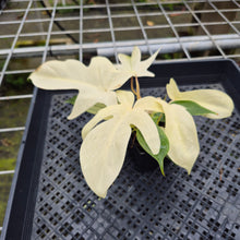 Load image into Gallery viewer, Philodendron Florida Ghost, Exact Plant Ships Nationwide
